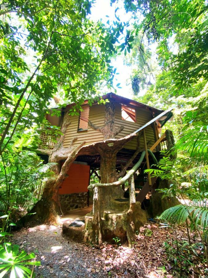 Rainforest Hideaway Cape Tribulation Ngoại thất bức ảnh